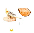 Durable Bird Toy Set Wood Parrot Chew Station With Springboard Rattan Ball for Molar and Playful Small Animals