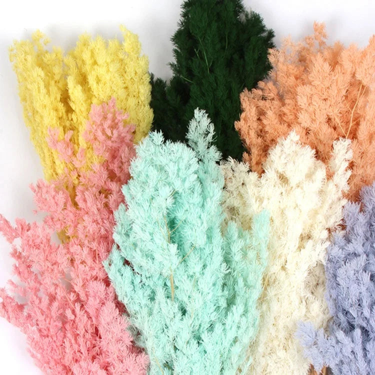Whosale Penglai Pine Dried Decorative Flower Asparagus Myrioeladus Wedding Opp Bag Decorative Flowers
