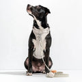 Custom Heavy Duty Waterproof PVC Durable Rope Show Running Lead Pet Dog Poop Bag Holder PVC Harness Leash Collar Set