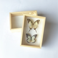 EVA Foam Board Glass Top Acrylic Clear Top Pine Wooden Insect Display Case Bug Small Glass Specimen Entomological Display Boxes