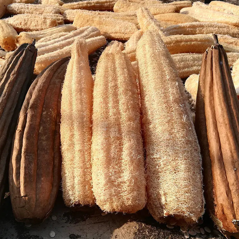 Sigualuo Natural Dried Luffa Cylindrica Loofah RETINERVUS LUFFAE FRUCTUS for Sale