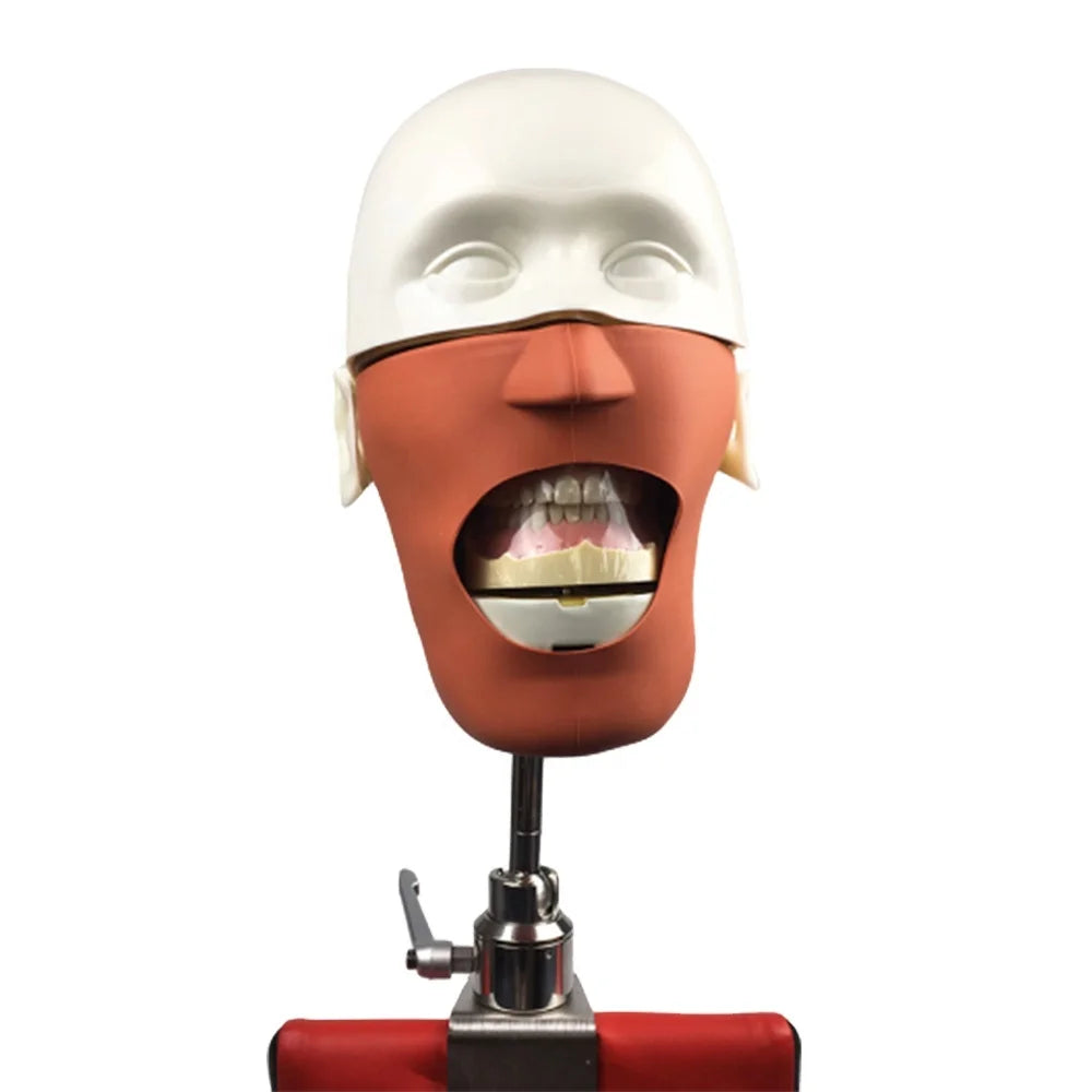 Dental Education Model NISSIN Dental Manikins Phantom Head Model