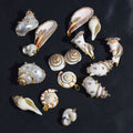 Natural Conch Pendant Marine Wind Enamel Ocean Life Sea Animal Pendants Charms Craft Supplies for DIY Jewelry Making