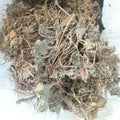 Hu Er Cao Raw Saxifraga Stolonifera Dried Natural Strawberry Begonia Saxifraga Stolonifera Plant for Herb