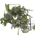 Dry Aster Breuiscapus Herb of Shortscape Fleabane for Sale