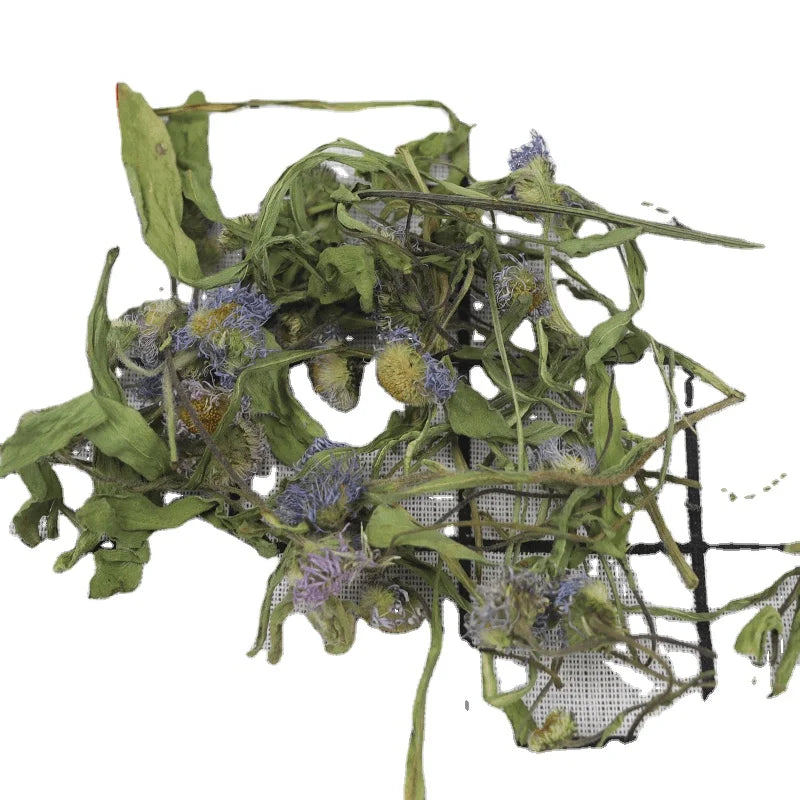 Dry Aster Breuiscapus Herb of Shortscape Fleabane for Sale