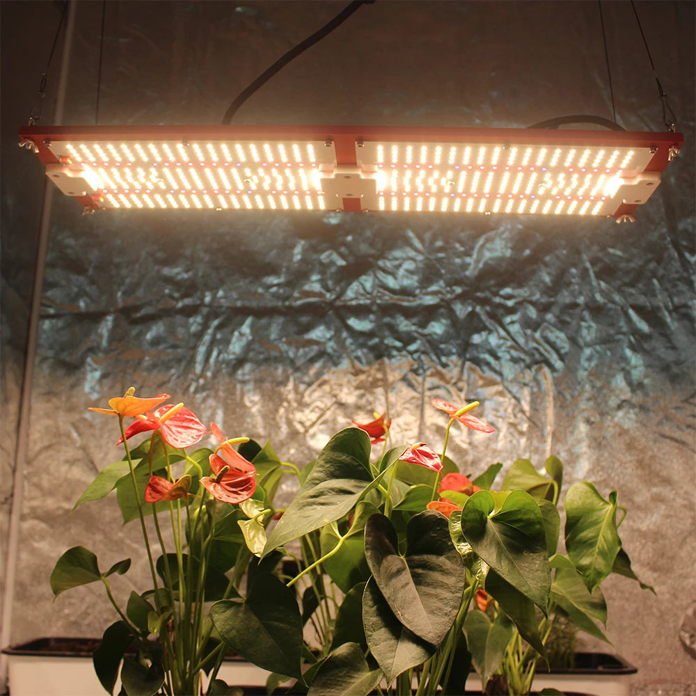Produtos Locais Frete Gratis Figolite 240w LED Grow Light 0 Tariffs 0 VAT Original LM301H ELG MeanWell Driver Quantum Board