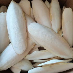 Hai Piao Xiao Sea Cuttle Bone Natural Raw White Whole Cuttlebones for Sale