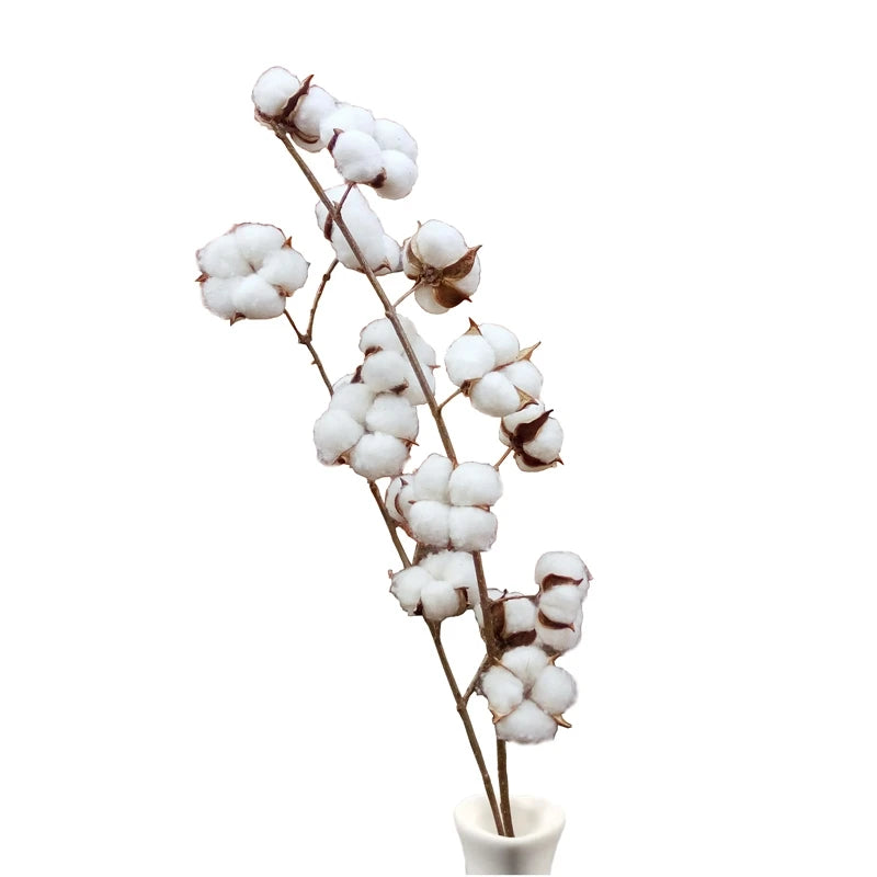 Wholesale Wedding Decoration Preserved Flower 100% Natural Environment-Friendly Long Life