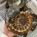 Wholesale Natural Healing Collection Rough Ammonite Fossil Snail Conch Fossil Specimen