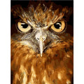 Animals Paint by Numbers DIY Paint by Numbers Cartoon Anime Owl Oil Painting Sets Home Decor Wall Decor Adult Gifts Artwork