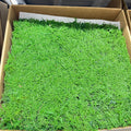 Zante Hypnum Plumaeforme Flat Preserved Square Peat Sheet Moss 0.27 Square Meters Glycerin Preservation Eternal Long-Lasting