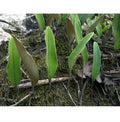 Shi Wei Wild Herb Grass Dried Pyrrosia Leaf of Japanese Felt Fern for Sale