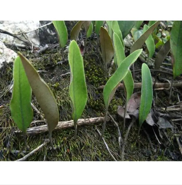 Shi Wei Wild Herb Grass Dried Pyrrosia Leaf of Japanese Felt Fern for Sale