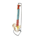 Life Size Didactic Vertebral Column with Pelvis Model Spine Anatomical Model