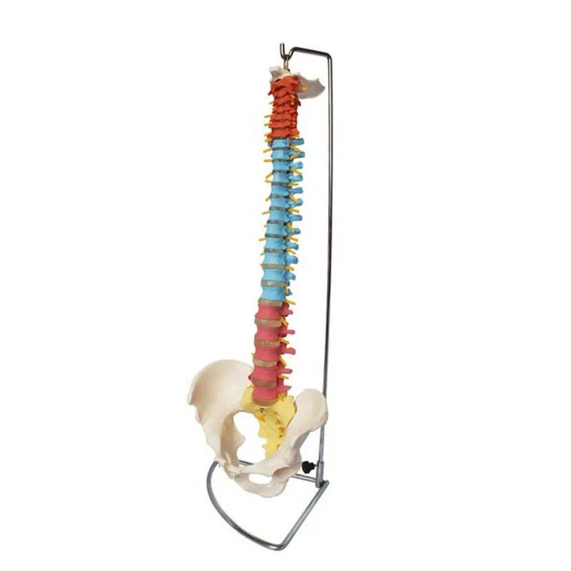 Life Size Didactic Vertebral Column with Pelvis Model Spine Anatomical Model