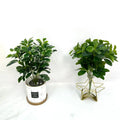 Direct Sale of Artificial Green Plant Single Branch Fiddle Leaf Fig Tree 7 Heads 9 Heads Duck Foot Wood Small Green Plant