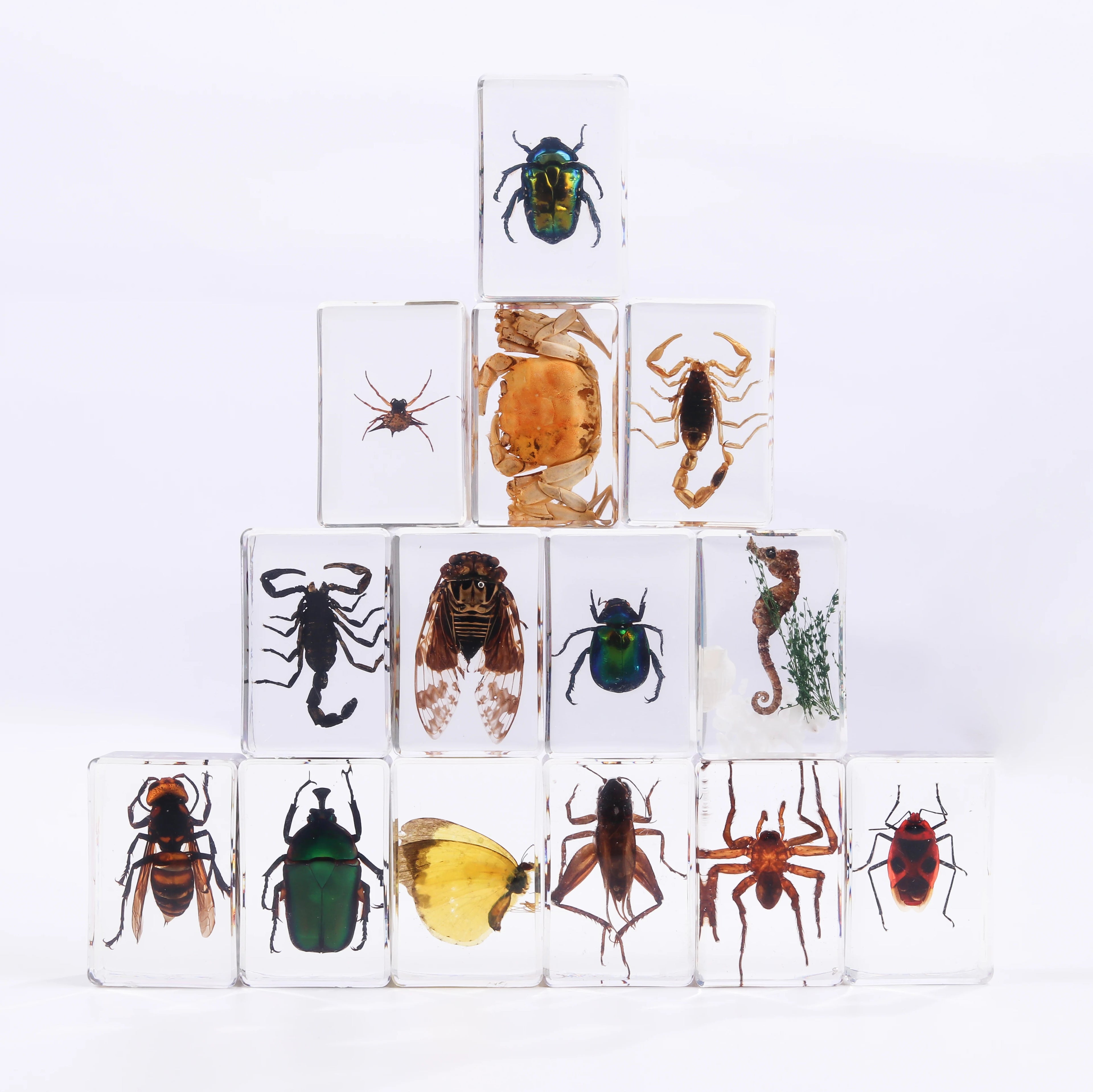 Transparent Handmade Insect Specimen Insect Paperweights Animal Scorpion Insect in Resin Bug Specimens for Scientific Display