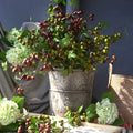 C-AB007 Wholesale Artificial Green Leaf Olive Branch Fruit Kitchen Home PE Olive Fruit Branches for Wedding Party Decor