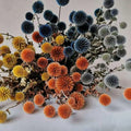 Preserved Blue Star Echinops Sphaerocephalus Big Blue Thistle Eternal Flower for Christmas Decorations