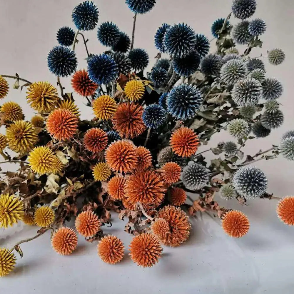 Preserved Blue Star Echinops Sphaerocephalus Big Blue Thistle Eternal Flower for Christmas Decorations MegaBDM