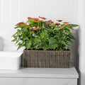 Brice Gardening Rattan Self Watering Planters for Indoor Plants Flower Pots Molde Para Vaso De Jardim Decor Desktop Planter