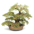 Factory Direct Hand Made Crystal Tree Natural Peridot Stone Bonsai Tree Lucky Money Tree for Decoration