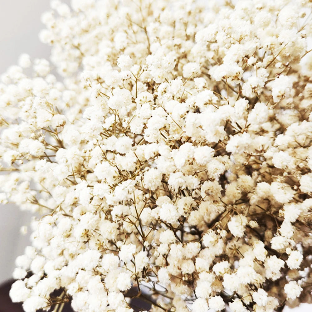 Dried Flower Coasters Wholesale Multi-color Gypsophila Dried Flowers Syl Yunnan Real Plastic Dry Flower