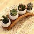 JUNJI Ceramic White Mini Textured Succulent Plant Pot Cactus Plant Pot with Bamboo Arc Indoor Wood Plant Pot Stand