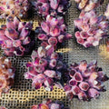 Wholesale Healing Purple Crystal Amethyst Quartz Cluster for Fengshui