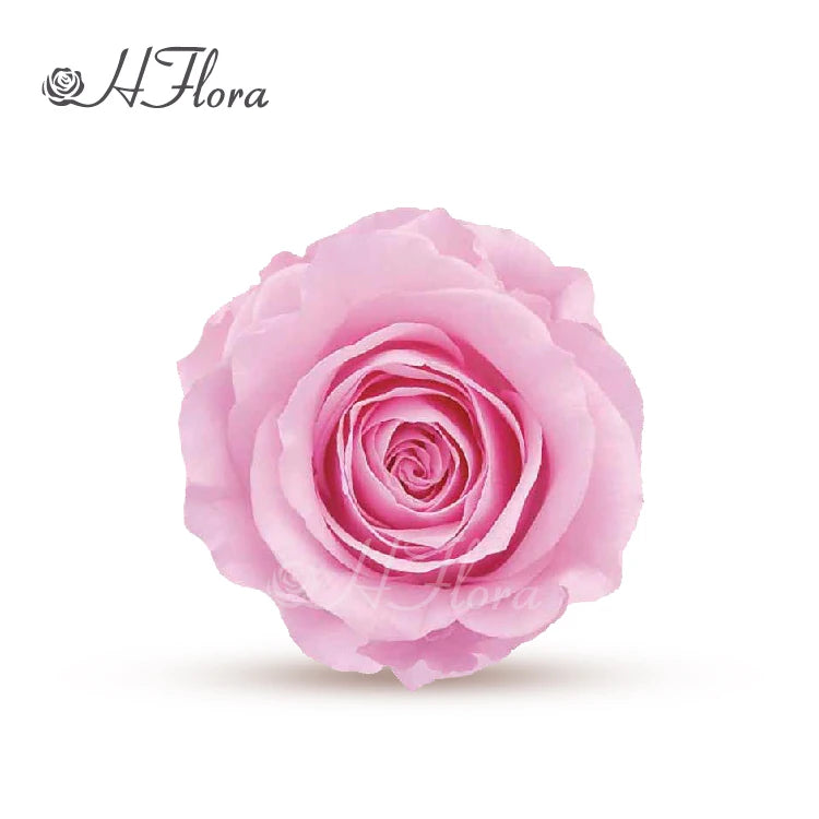 HFlora  Wholesale  Popular Hot Selling Real Touch Preserved Roses Head for Valentine's Day Girlfriend Present DIY