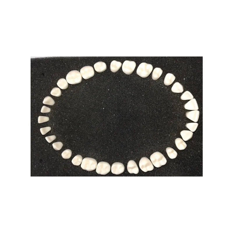 28pcs/set SF Study Dental Practice Teeth Model with Permanent Teeth and Straight Roots for Medical Science