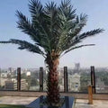 Factory Direct Sales Outdoor Large Artificial Palm Tree Coconut Tree Artificial Tree Wholesale