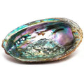 Wholesale Natural Crafts Chromatic Abalone Shells for Sale abalone Shells Wholesalesage Bowl