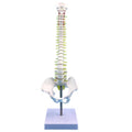 Medical Teaching Skeleton Models 45CM Vertical Column with Spine Models With Pelvis