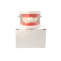 Hot Selling Other Dental Equipments Dental Model Training Standard Tooth Model Dental Model