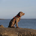 Truelove Wholesale Breathable Pet Dog Harness Outdoor Nylon Reflective Dog Leash Adjustable Training Vest Luxury Pet Accessories