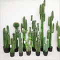 Indoor Decorative PU Green Potted Artificial Cactus Tree Mini Real Touch Nature