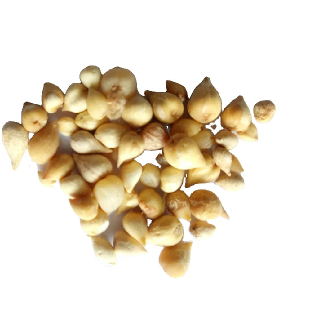 Guang Ci Gu Natural Wild Orithyia Edulis Tulip Whole Dried Tulipa Edulis Bulbs for Sale