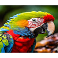 Parrot Diamond Painting for Adults Kits Animal Full Round 5d Diamond Painting Handmade Craft 30x40cm/12x16inch Without