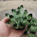 CELION Wholesale Natural Quartz Crystal Green Phantom Ghost Cluster for Decoration