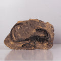 Wholesale Dinosaur fossil Ornaments SKD09 Dinosaur Resin Crafts Landscape Aquarium Ornament for Home Decoration