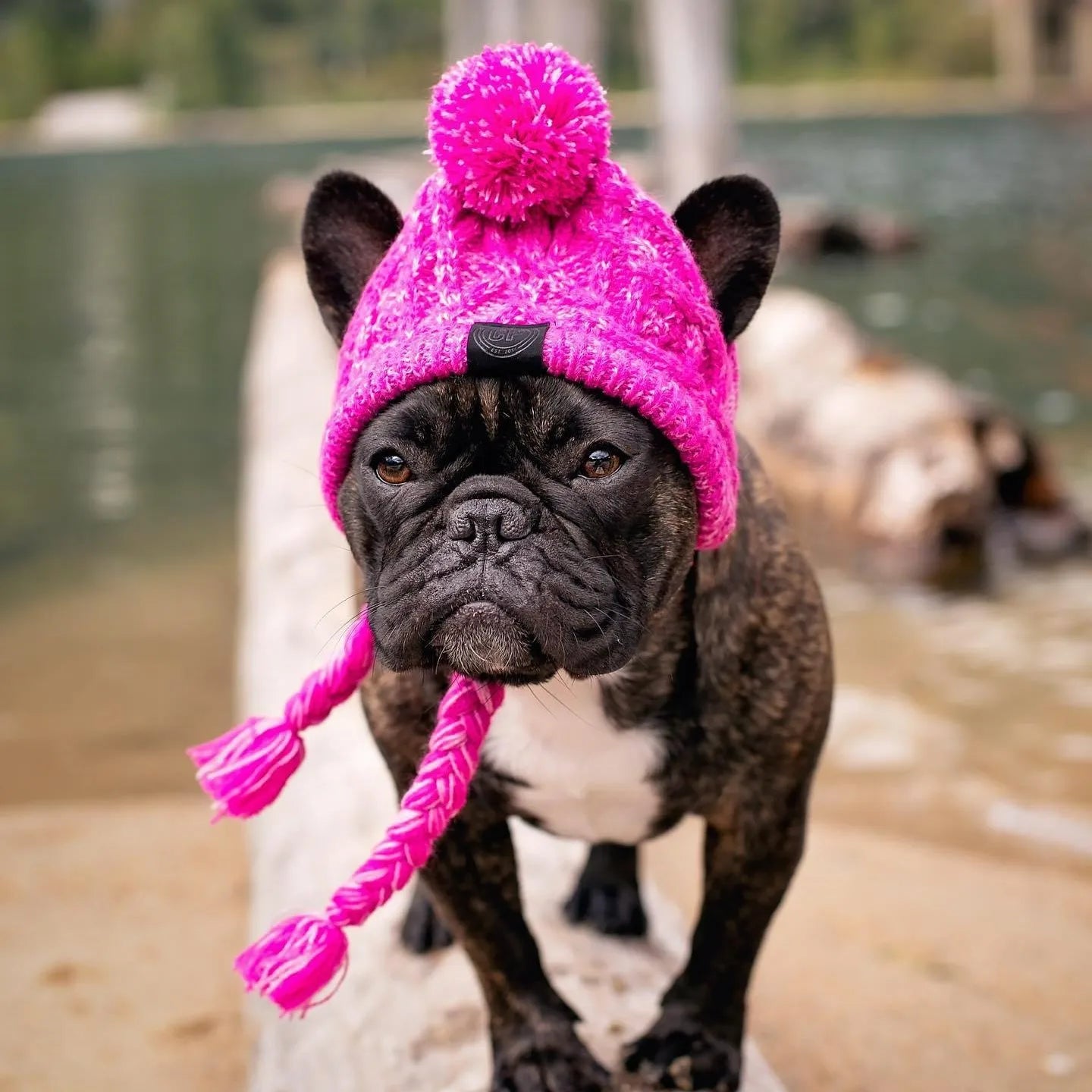 Wholesale Warm Knitting Dog Winter Ear Hat with Scarf