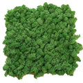 Wall Decorative Plant Real Moss Panel Wall Decoration 30 cm Preservation Natural Pure Moss Preserved Moss Panel