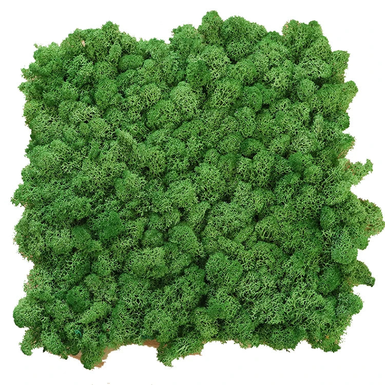Wall Decorative Plant Real Moss Panel Wall Decoration 30 cm Preservation Natural Pure Moss Preserved Moss Panel