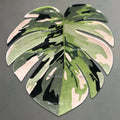 Custom Area Rug Plant Floor Mat Room Green Boho Rugs Non Slip Cute Leaves Rug Carpet for Decor Living Room Bedroom
