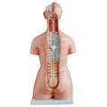 85CM Tri-sex Torso with Internal Organs 21 Parts Human Torso Anatomy Model