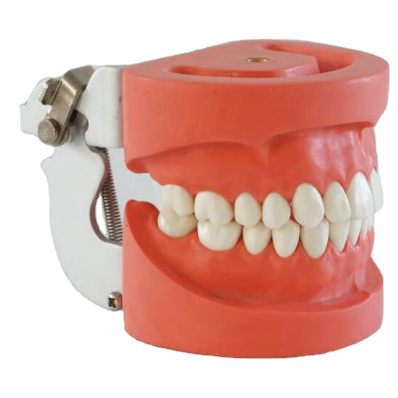 Standard Dental Teeth Model with 28 Teeth and FE Articulator