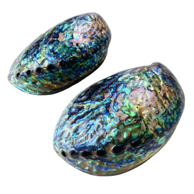 Wholesale Polished Natural New Zealand Abalone Shell Raw Abalone Paua Shells