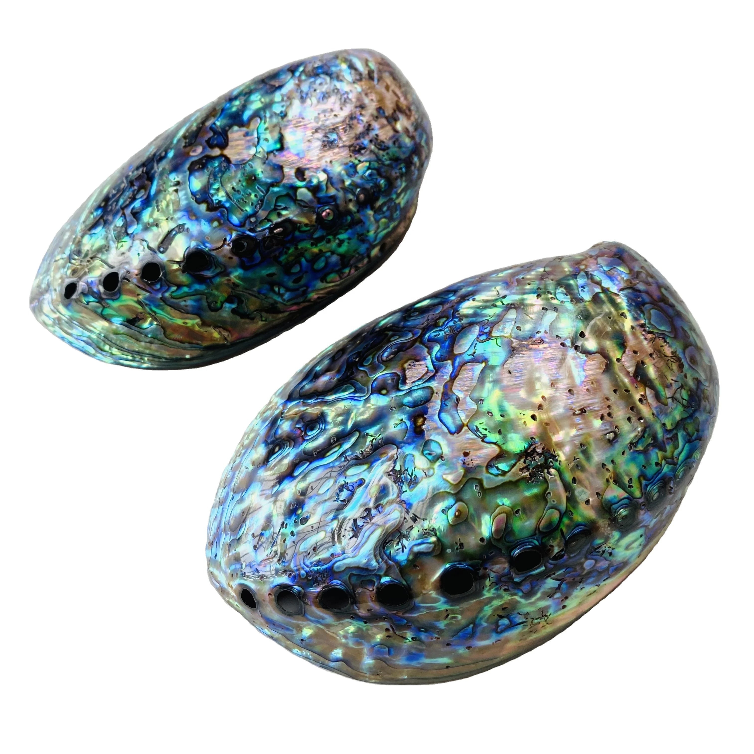 Wholesale Polished Natural New Zealand Abalone Shell Raw Abalone Paua Shells